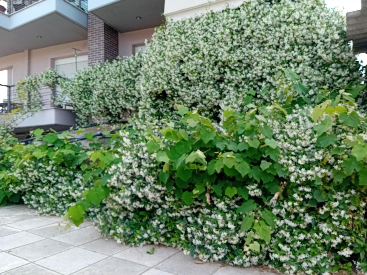 Apartamento Stella'S Jasmine Tesalónica Exterior foto